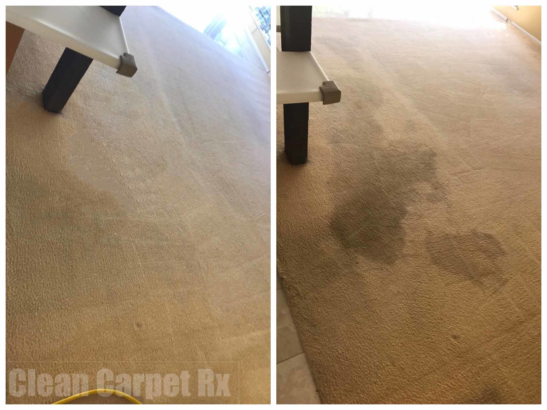 removing-urine-stains-clean-carpet-rx