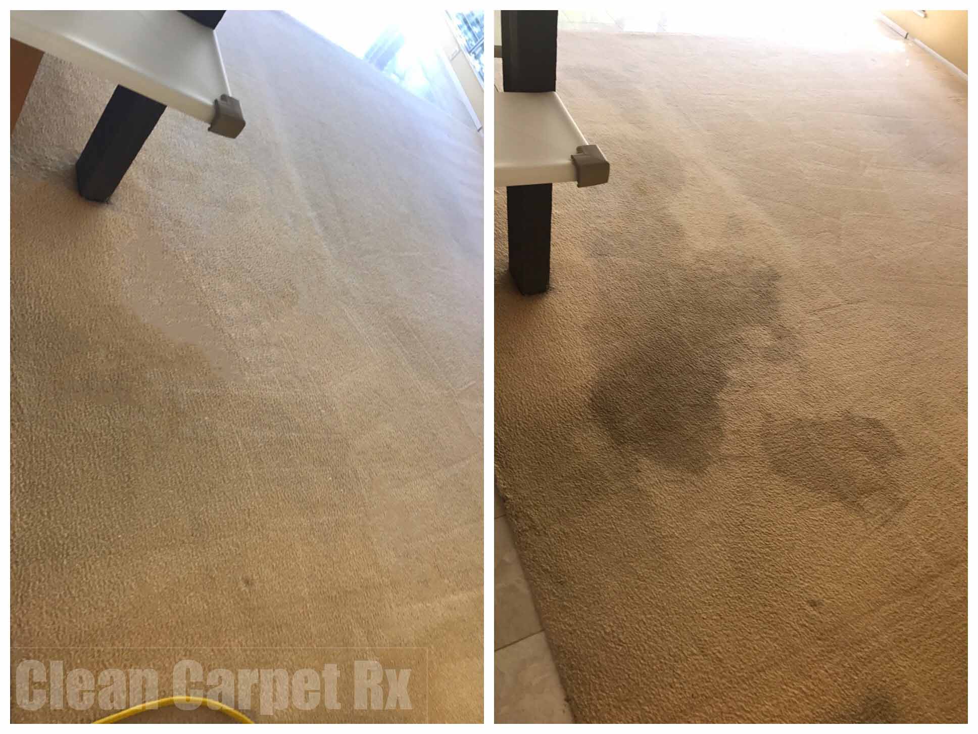 Removing urine stains - Clean Carpet Rx